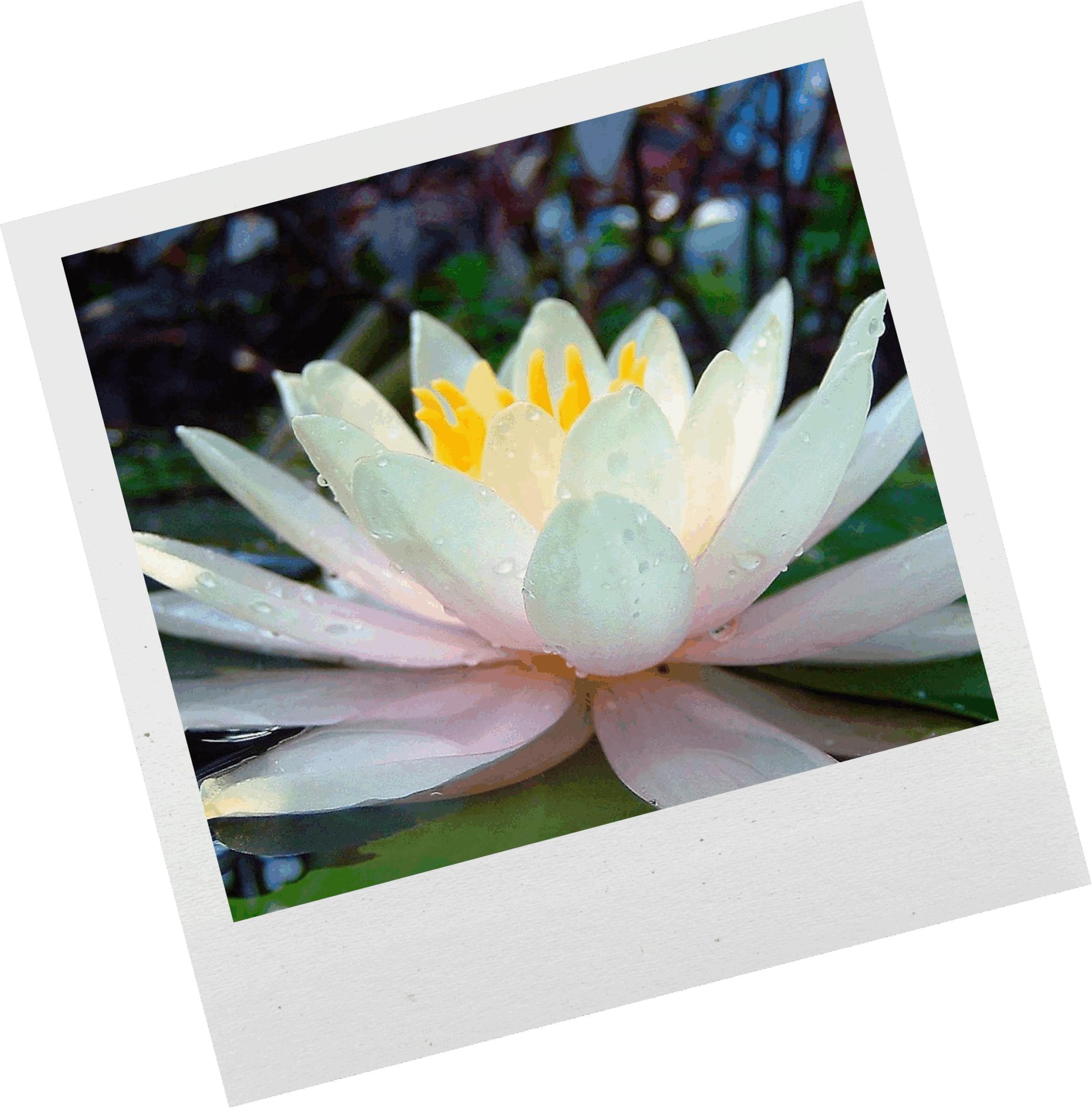 picture of white lotus flower.