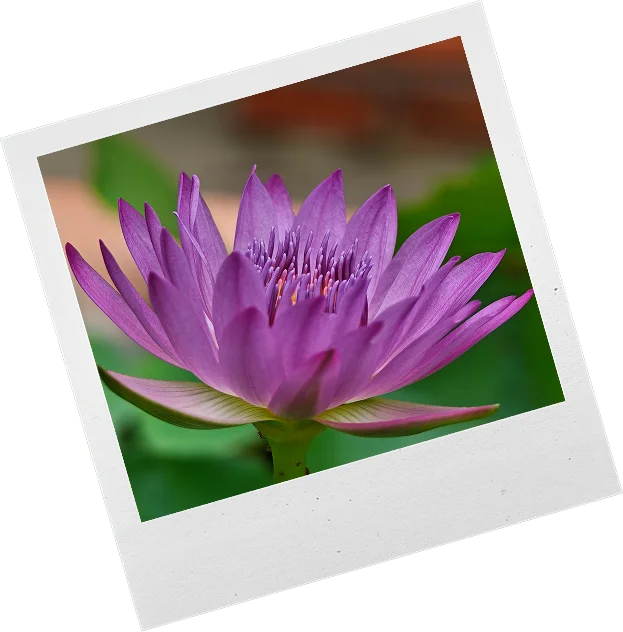 picture of purple lotus flower