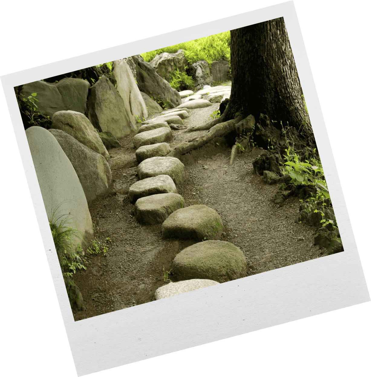 Curved stone path winding through a lush garden beside a tree.